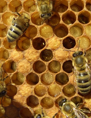 Illustration for article titled Giving an old bee a youngster's job causes brain rejuvenation